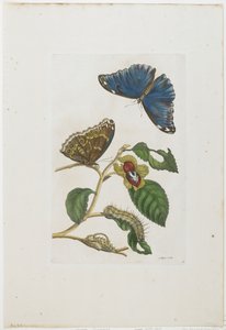 青い蝶と葉、1705-71（手塗りのエッチングと彫刻）